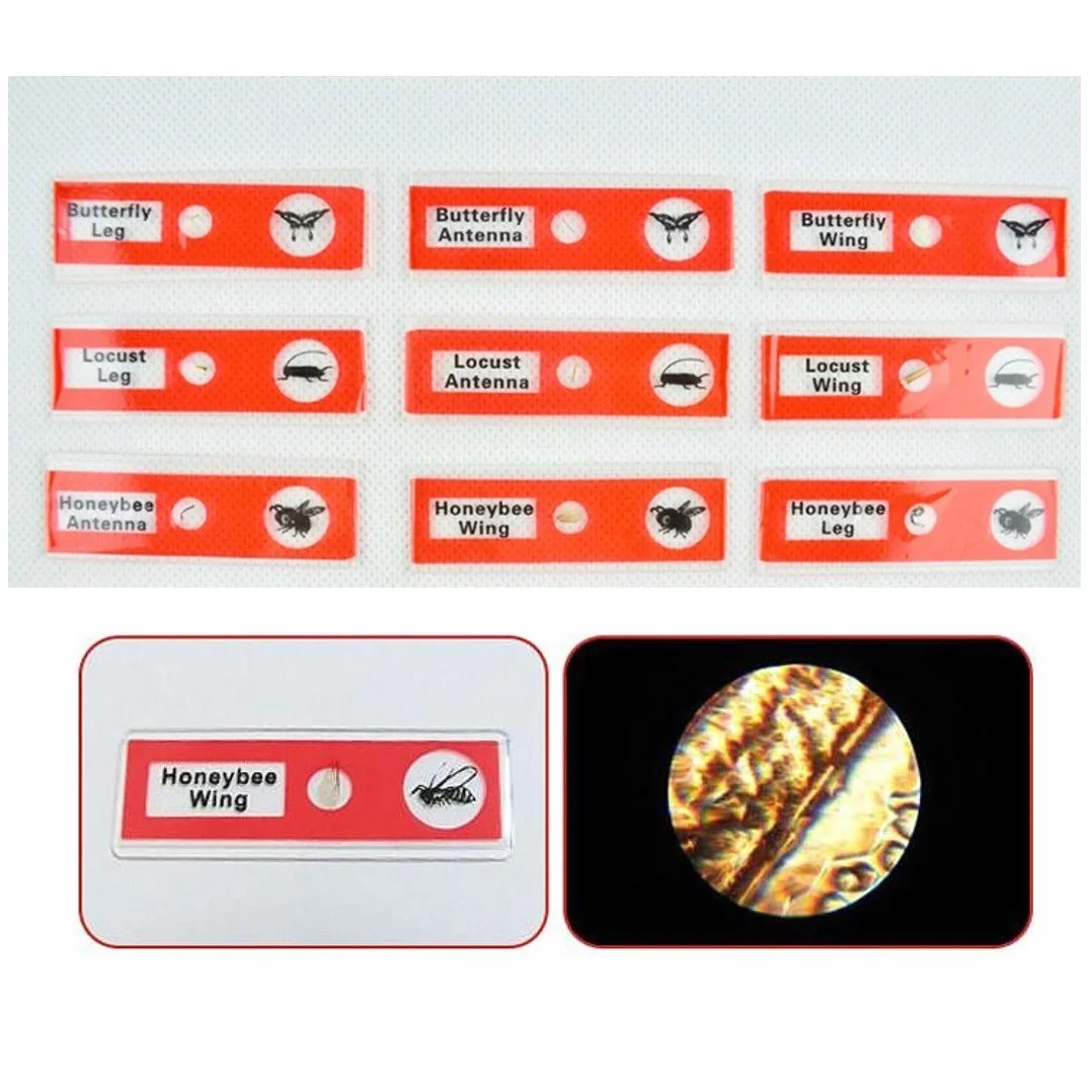 JZK 48 x szkiełka mikroskopowe z tworzywa sztucznego dla dzieci ze zwierzętami, owadami, roślinami, kwiatami, warzywami do treningu biologicznego