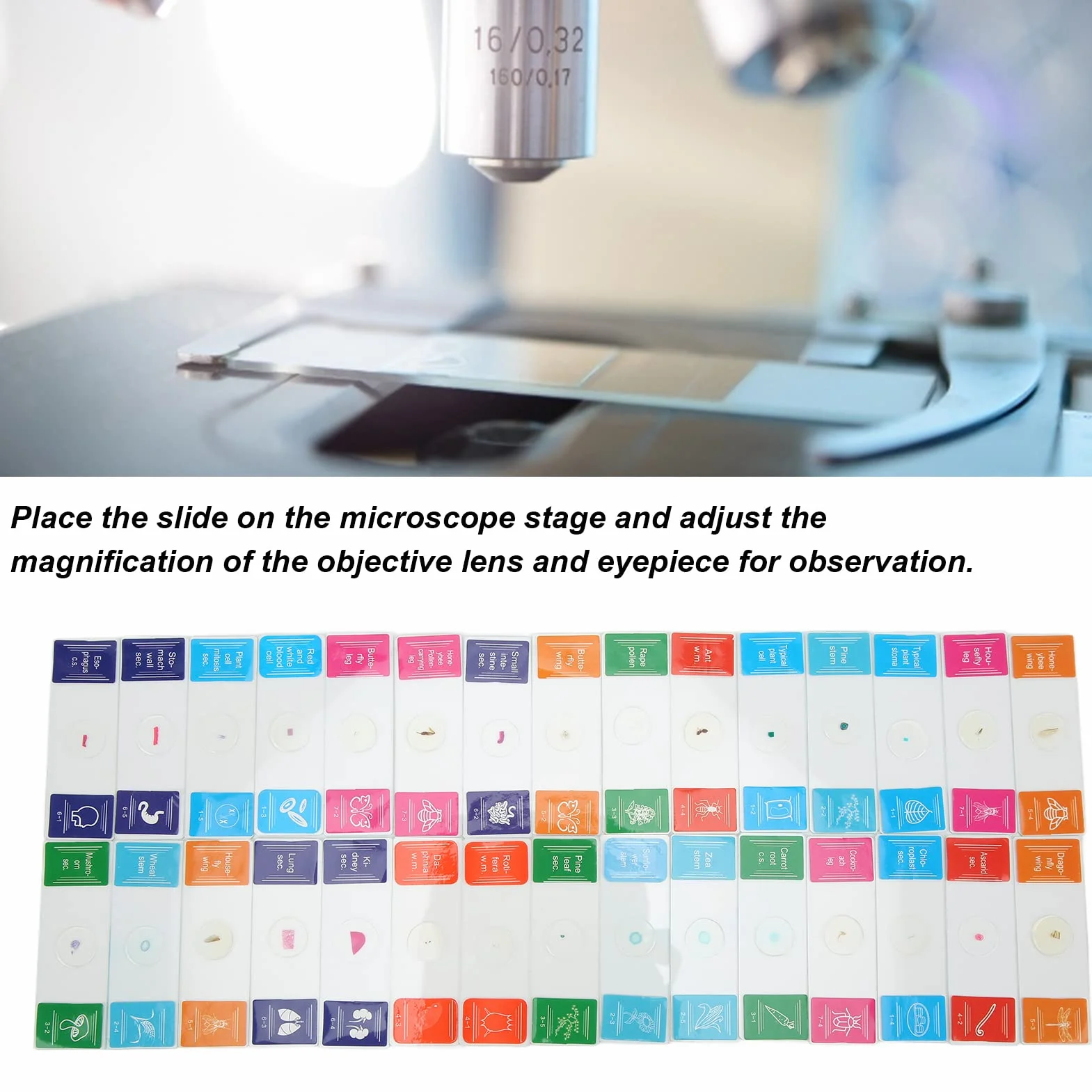 30-częściowy Zestaw Przezroczystych Preparatów Biologicznych do Laboratorium, Szkiełka Mikroskopowe z Pudełkiem