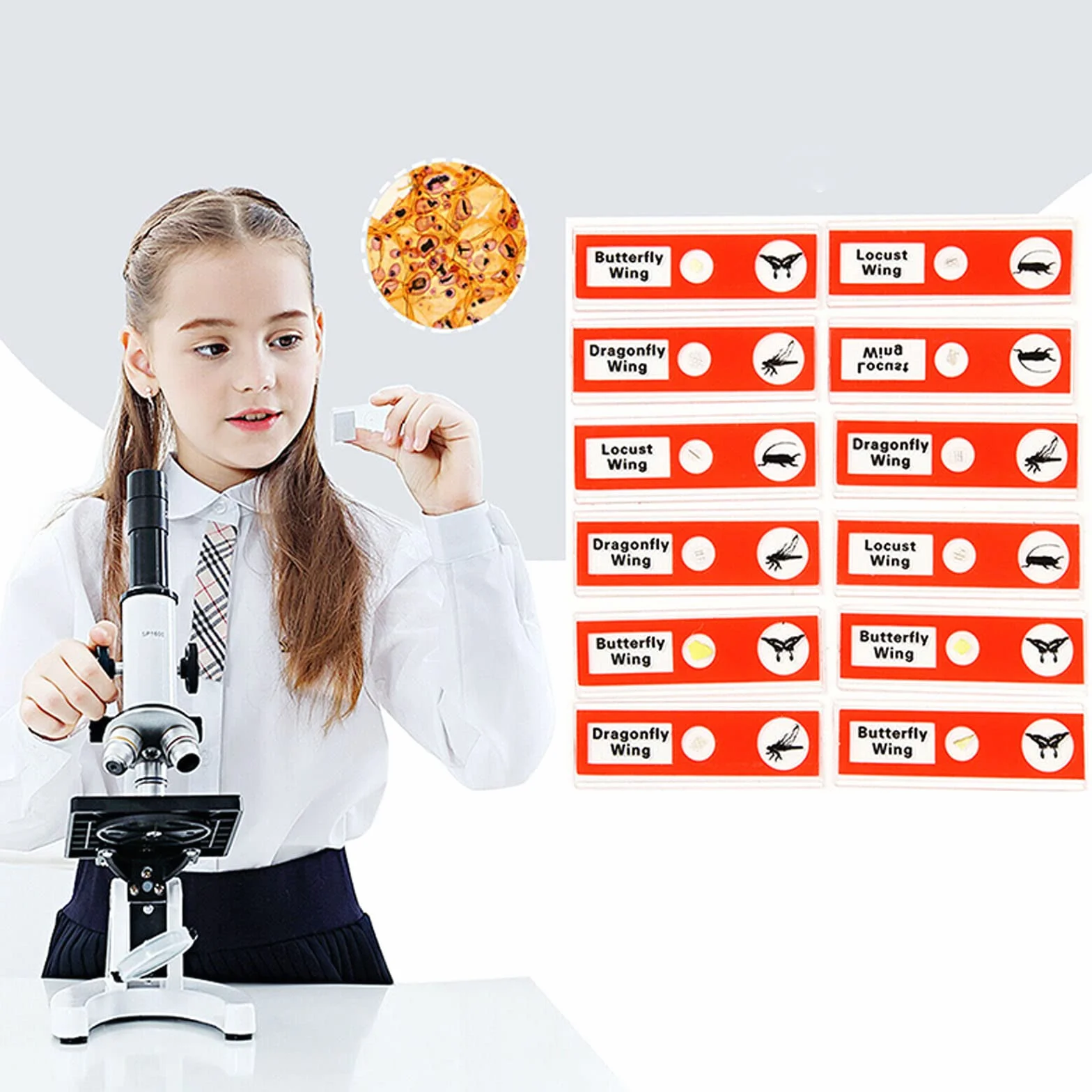 48 sztuk akcesoriów do mikroskopu, szkiełka mikroskopowe, próbka biologiczna, zwierzęta, owady, rośliny, kwiaty, próbki, próbki stereomikroskopów, szkiełka mikroskopowe, kształcenie naukowe dla